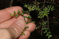 Kunzea flavescens, photograph (c) Greg Tasney, some rights reserved (CC BY-SA)