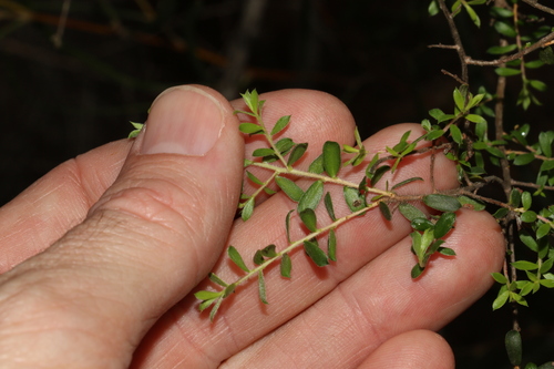 Kunzea flavescens, photograph 2