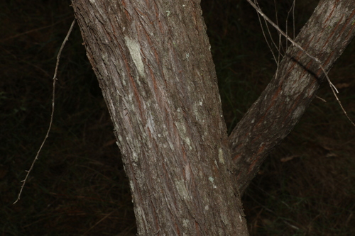 Kunzea flavescens, photograph 3