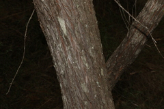 Kunzea flavescens, photograph (c) Greg Tasney, some rights reserved (CC BY-SA)