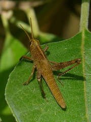 Schistocerca impleta