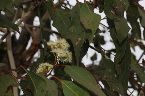 Image of Eucalyptus dura by (c) Greg Tasney, some rights reserved (CC BY-SA)