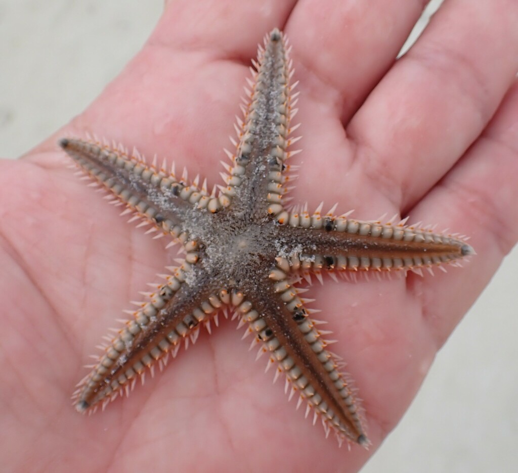 Astropecten from North Eleuthera, The Bahamas on May 14, 2023 at 11:22 ...