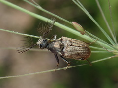 Ptilophorus wrightii