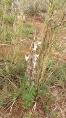 Orthosiphon ellipticus