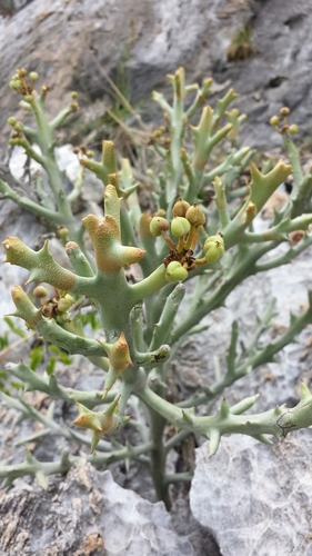 Euphorbia stenoclada ssp. ambatofinandranae