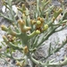 Euphorbia stenoclada ambatofinandranae - Photo (c) Guy Eric Onjalalaina, some rights reserved (CC BY-NC), uploaded by Guy Eric Onjalalaina
