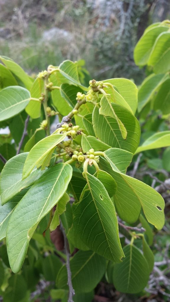 Bridelia pervilleana