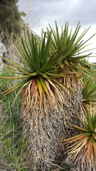 Aloe cipolinicola image