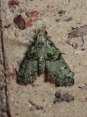 Stenopaschia trichopteris