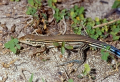 Aspidoscelis deppii
