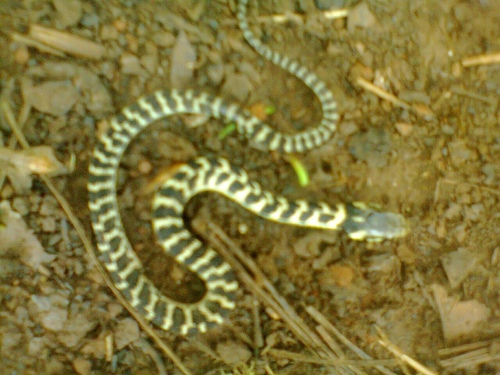 Tamaulipan Montane Garter Snake