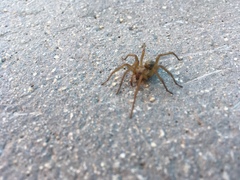 Araneae