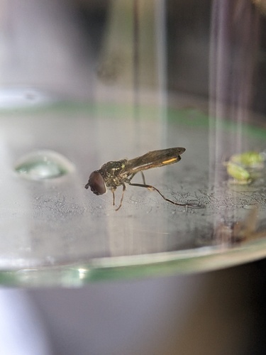 Photo of Variable Duskyface Fly (Melanostoma mellinum)