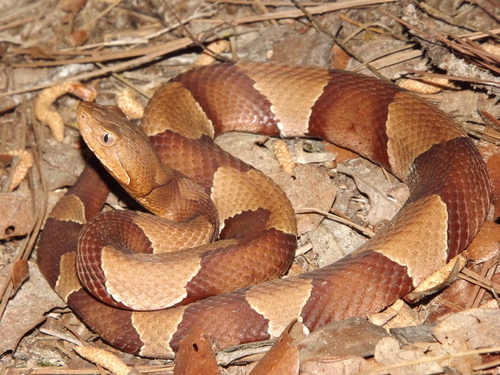 Broad-banded Copperhead