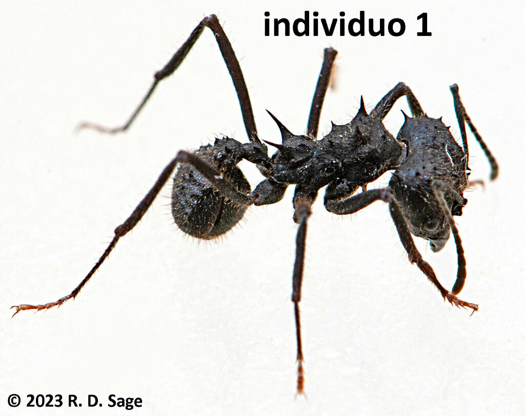 Acromyrmex lobicornis from Nueve de Julio Department, Río Negro ...