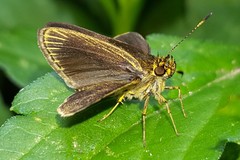 Callimormus interpunctata