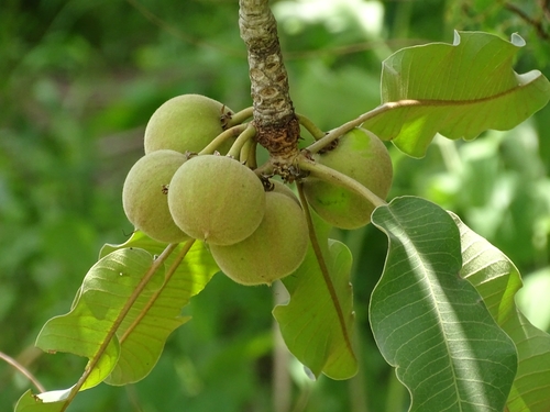 Shea Tree