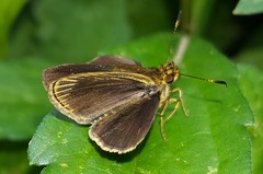 Callimormus interpunctata