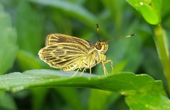 Callimormus interpunctata