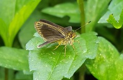 Callimormus interpunctata