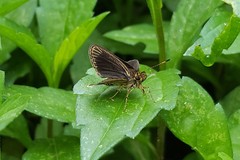 Callimormus interpunctata