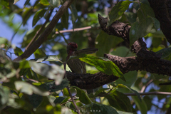 Haemorhous mexicanus