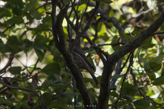 Haemorhous mexicanus