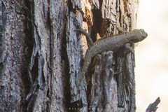 Sceloporus grammicus