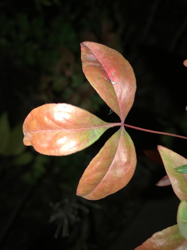 Nandina domestica