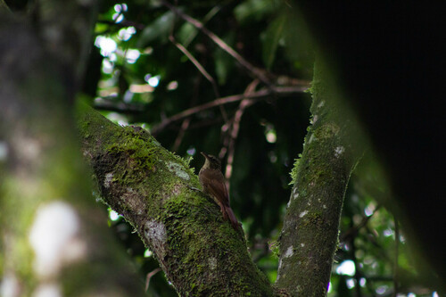 Ceara Woodcreeper (Xiphorhynchus atlanticus), photo 8
