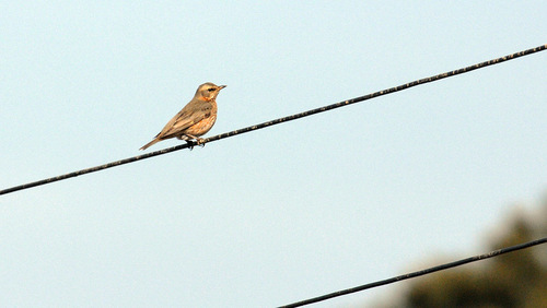 Naumann's Thrush (Turdus naumanni), photo 9