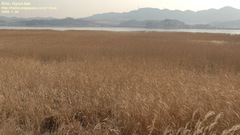 Sibirionetta formosa