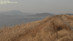 Sibirionetta formosa