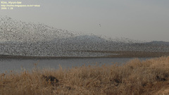 Sibirionetta formosa