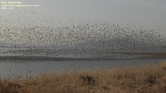 Sibirionetta formosa