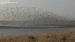 Sibirionetta formosa