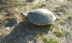 Trachemys ornata