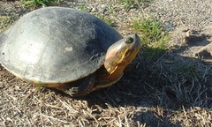 Trachemys ornata