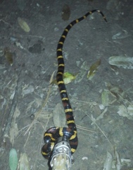 Lampropeltis leonis