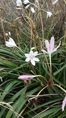 Crinum mccoyi image