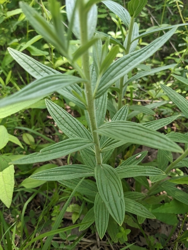 Image of Lithospermum molle by (c) Alaina Krakowiak, some rights reserved (CC BY)