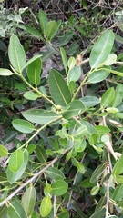 Ficus menabeensis