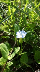 Thunbergia cyanea