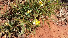 Chamaecrista lateriticola