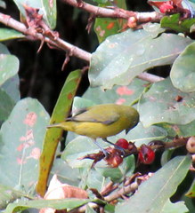 Euphonia luteicapilla