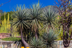 Yucca