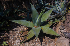Agave guiengola