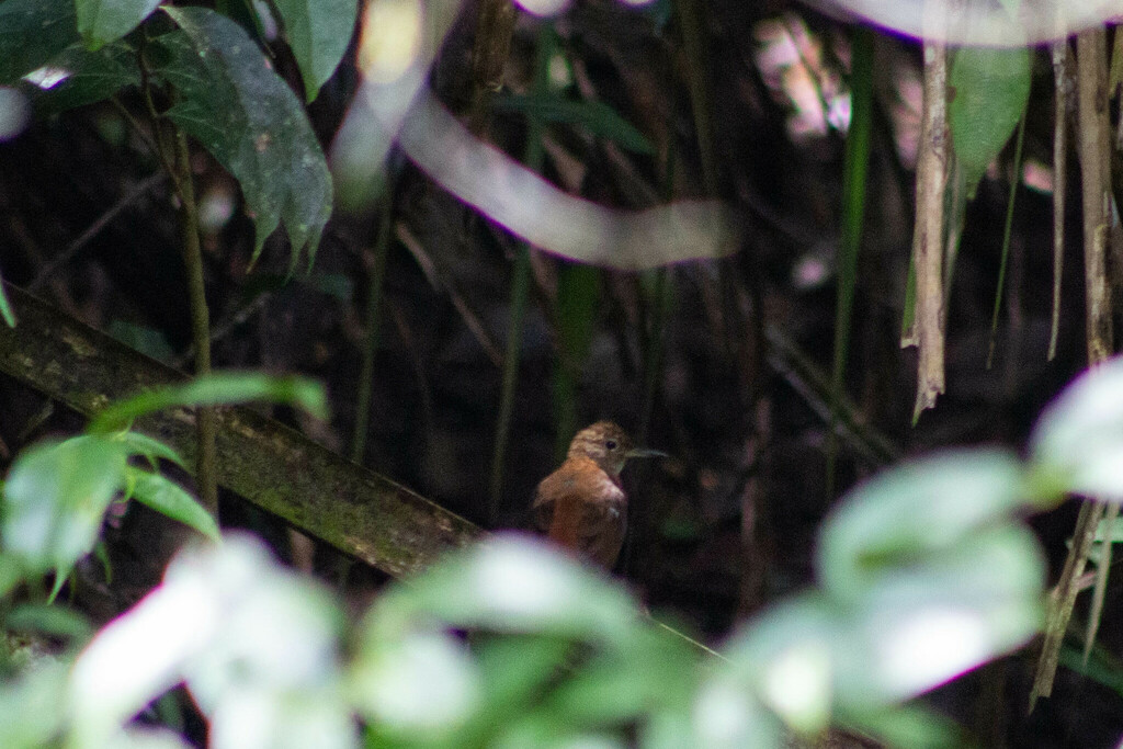 Rufous-breasted Leaftosser (Ceara)