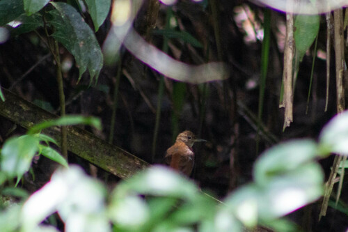 Rufous-breasted Leaftosser (Ceara)